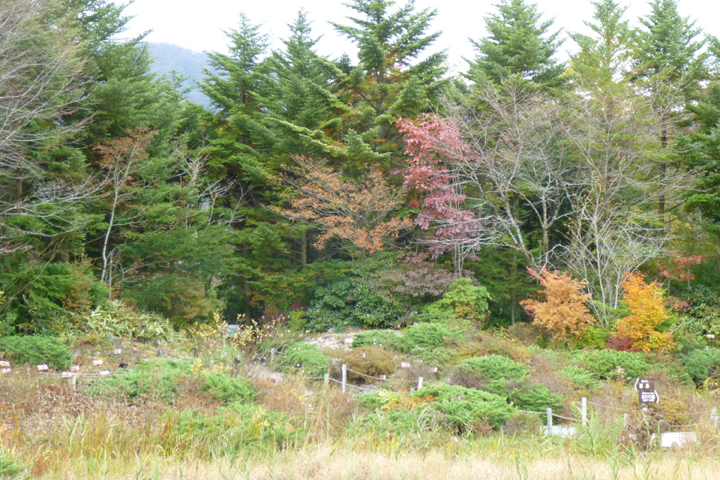 今年の紅葉の時期はあっという間に来て、あっという間に去る感じ。 箱根湿生花園もいつが見頃か。この日はあと一歩というところでした。
